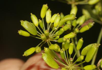 Fenouil de porc, Peucédan officinal Peucedanum officinale L., 1753