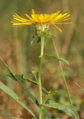Inule à feuilles de saule Inula salicina L., 1753
