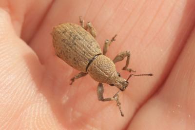  Geonemus flabellipes (Olivier, 1807)