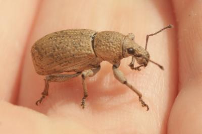  Geonemus flabellipes (Olivier, 1807)