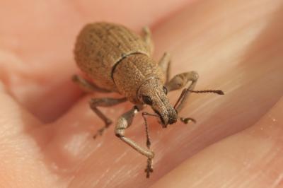  Geonemus flabellipes (Olivier, 1807)