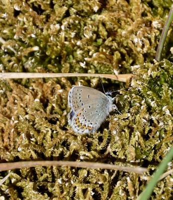 Azuré du Genêt (L'), Argus sagitté (L'), Bleu-viol Plebejus idas (Linnaeus, 1760)