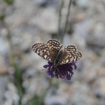 Mélitée orangée (La), Damier orangé (Le), Diane (L Melitaea didyma (Esper, 1778)