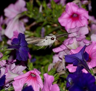 Sphinx du Liseron (Le) Agrius convolvuli (Linnaeus, 1758)