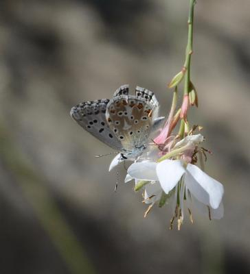Bleu-nacré d'Espagne (Le) Lysandra hispana (Herrich-Schäffer, 1852)