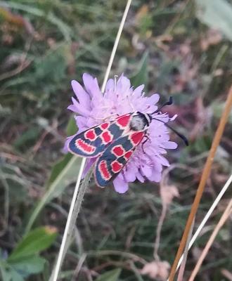 Zygène du Sainfoin (La),Zygène de la Carniole (La) Zygaena carniolica (Scopoli, 1763)