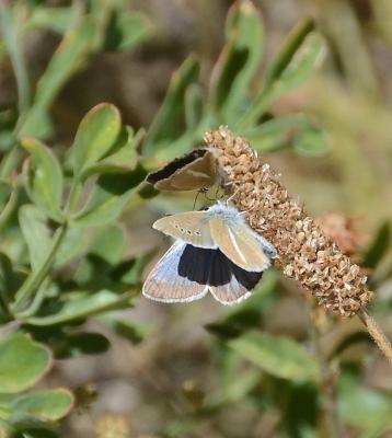 Sablé du Sainfoin (Le), Argus du Sainfoin (L'), Ar Polyommatus damon (Denis & Schiffermüller, 1775)