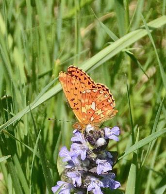 Grand collier argenté (Le), Nacré sagitté (Le) Boloria euphrosyne (Linnaeus, 1758)