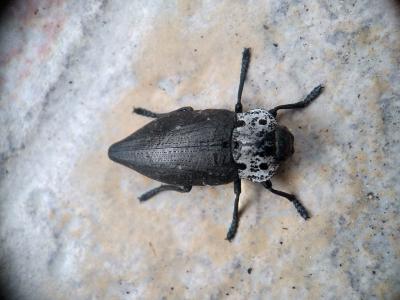 Capnode du Pêcher Capnodis tenebrionis (Linnaeus, 1760)