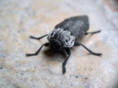 Capnode du Pêcher Capnodis tenebrionis (Linnaeus, 1760)