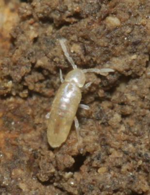  Cyphoderus albinus (Nicolet, 1842)