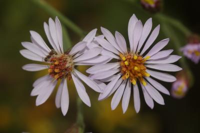 Aster maritime, Aster de Hongrie Tripolium pannonicum (Jacq.) Dobrocz., 1962