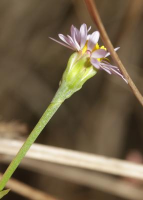 Aster maritime, Aster de Hongrie Tripolium pannonicum (Jacq.) Dobrocz., 1962