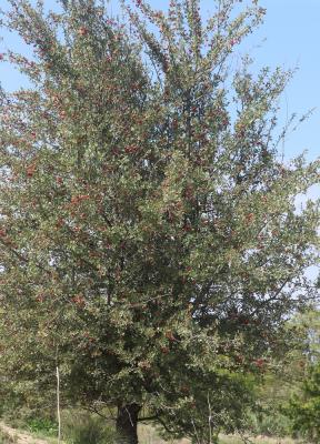Épine d'Espagne Crataegus azarolus L., 1753