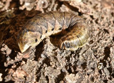 Sphinx du Liseron (Le) Agrius convolvuli (Linnaeus, 1758)