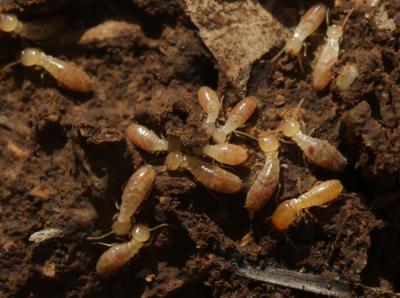  Kalotermes flavicollis (Fabricius, 1793)