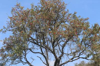 Épine d'Espagne Crataegus azarolus L., 1753