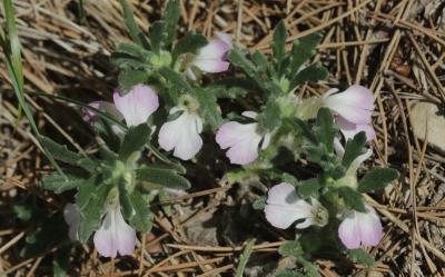 Bugle Ivette, Ivette-musquée Ajuga iva (L.) Schreb., 1773