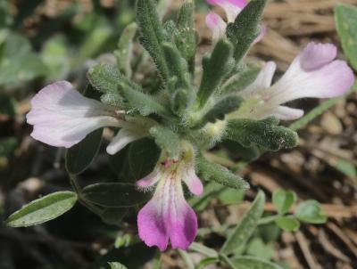 Bugle Ivette, Ivette-musquée Ajuga iva (L.) Schreb., 1773