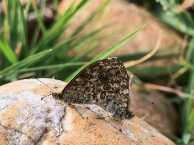 Mégère (La), Satyre (Le) Lasiommata megera (Linnaeus, 1767)