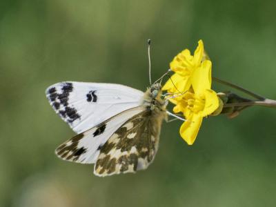 Marbré-de-vert (Le), Piéride du Réséda (La), Marbr Pontia daplidice (Linnaeus, 1758)