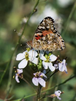Vanesse des Chardons (La), Belle-Dame (La), Vaness Vanessa cardui (Linnaeus, 1758)