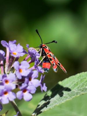 Zygène de la Petite coronille (La) Zygaena fausta (Linnaeus, 1767)