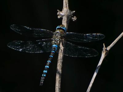 Aeschne mixte Aeshna mixta Latreille, 1805