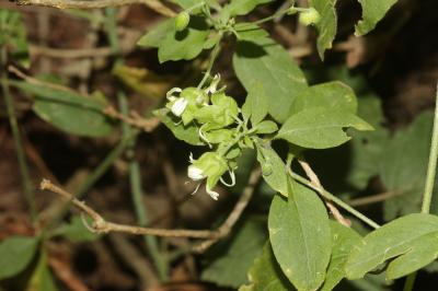 Cucubale couchée Silene baccifera (L.) Roth, 1788