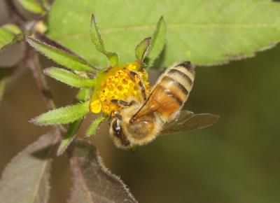 Abeille domestique, Abeille européenne, Abeille me Apis mellifera Linnaeus, 1758