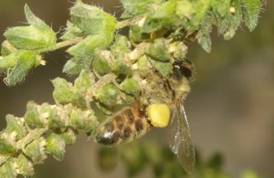 Abeille domestique, Abeille européenne, Abeille me Apis mellifera Linnaeus, 1758