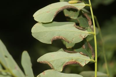  Obolodiplosis robiniae (Haldeman, 1847)