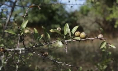 Poirier amandier, Poirier à feuilles d'Amandier Pyrus spinosa Forssk., 1775