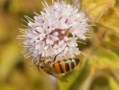 Abeille domestique, Abeille européenne, Abeille me Apis mellifera Linnaeus, 1758