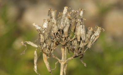 Saponaire officinale, Savonnière, Herbe à savon Saponaria officinalis L., 1753