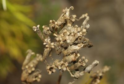 Saponaire officinale, Savonnière, Herbe à savon Saponaria officinalis L., 1753