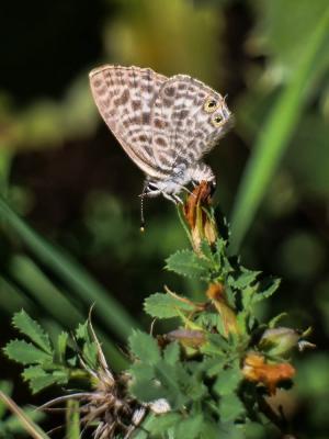 Azuré de la Luzerne (L'), Azuré de Lang (L'), Argu Leptotes pirithous (Linnaeus, 1767)