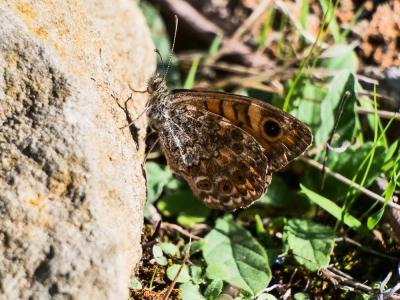 Mégère (La), Satyre (Le) Lasiommata megera (Linnaeus, 1767)