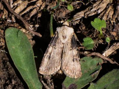  Agrotis Hübner, 1806