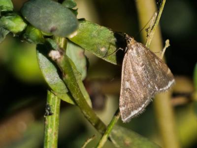  Loxostege sticticalis (Linnaeus, 1760)