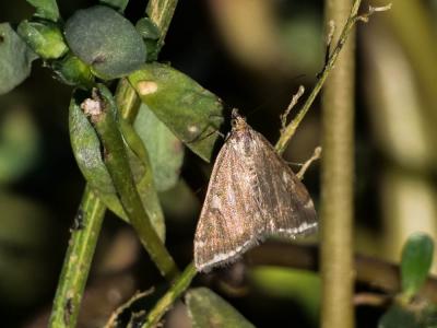  Loxostege sticticalis (Linnaeus, 1760)