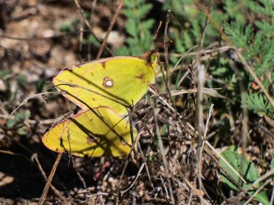 Souci (Le) Colias crocea (Geoffroy in Fourcroy, 1785)