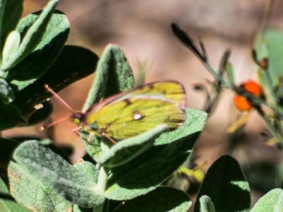 Fluoré (Le) Colias alfacariensis Ribbe, 1905