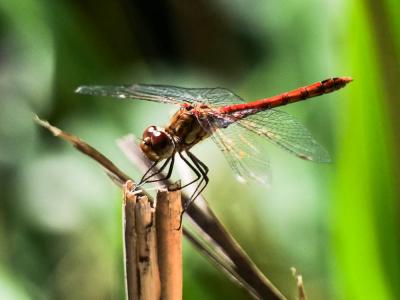 Sympétrum fascié (Le) Sympetrum striolatum (Charpentier, 1840)