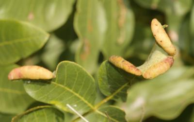  Forda marginata Koch, 1857