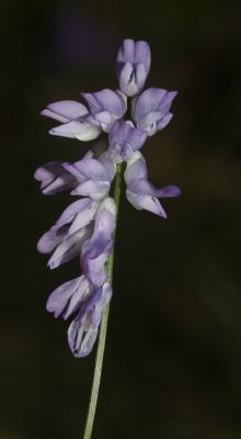 Vesce cracca, Jarosse Vicia cracca L., 1753