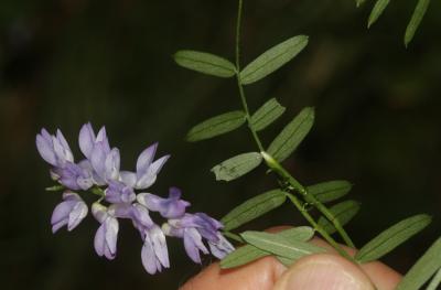 Vesce cracca, Jarosse Vicia cracca L., 1753