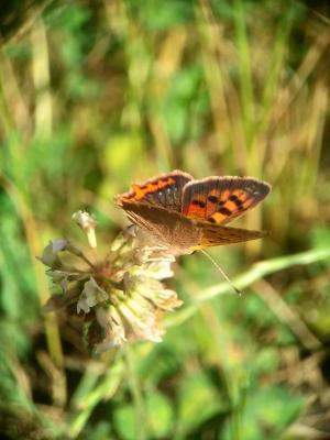 Cuivré commun (Le), Argus bronzé (L'), Bronzé (Le) Lycaena phlaeas (Linnaeus, 1760)