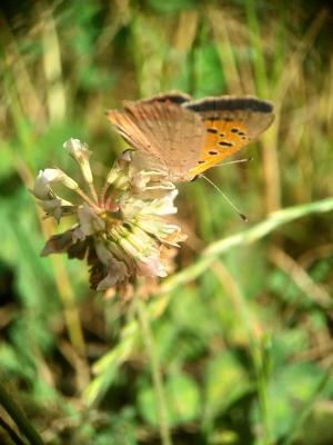 Cuivré commun (Le), Argus bronzé (L'), Bronzé (Le) Lycaena phlaeas (Linnaeus, 1760)