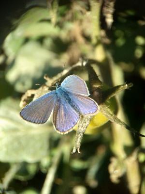 Azuré commun Polyommatus icarus (Rottemburg, 1775)